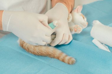 Erkek veterinerlerin elleri beyaz ve kızıl kedileri muayene için masaya koyuyor. Yaralı pençeleri yeşil bandajlı.