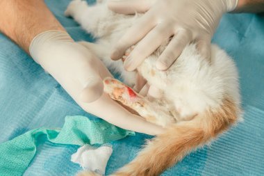 Eldivenli erkek veterinerlerin elleri beyaz ve kızıl kedileri masanın üstünde tutar ve yaralı pençelerini yaralarıyla tedavi eder.