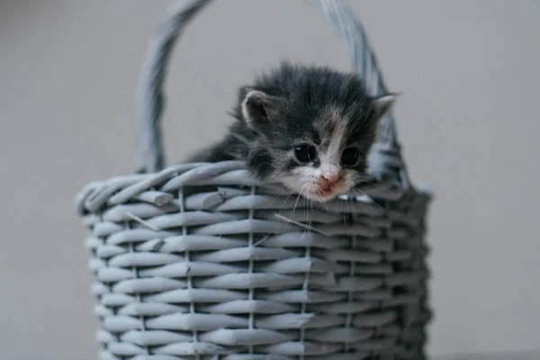 Bonito gatinho cinza e branco sentado em cesta de vime. Bonito animal de estimação em casa — Fotografia de Stock