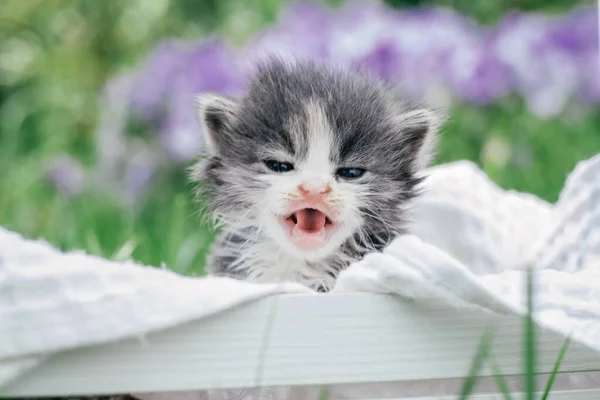 Bonito gatinho cinza e branco sentado em cesta de madeira. Bonito animal de estimação no fundo de grama e flores — Fotografia de Stock