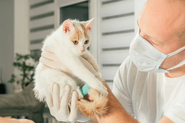 Veterinário masculino em luvas e camiseta segura branco e gengibre gatinho em seus braços, para exame médico — Fotografia de Stock