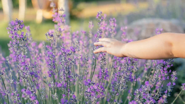 Kleine kinderen hand in hand in de zon tussen grote struiken van lila lavendel aanraken bloemen — Stockfoto