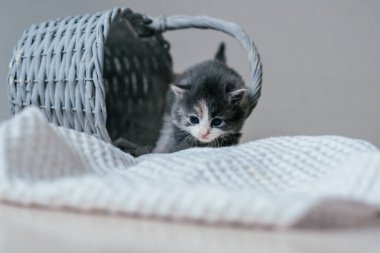 Küçük şirin gri ve beyaz kedi yavrusu ahşap zeminde dikkatlice yürüyor. Evcil hayvanlar evde