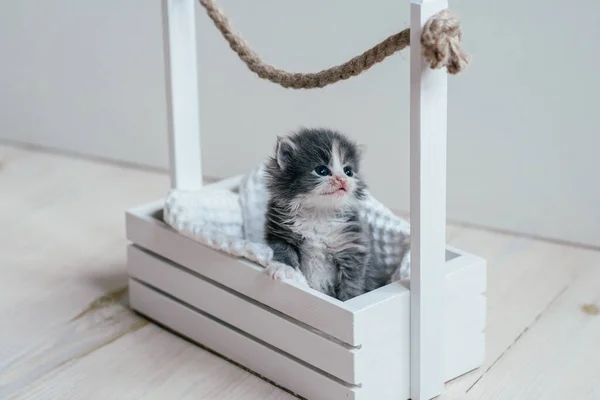 Cute little gray and white kitten sits in wooden basket. Lovely pet at home — 图库照片