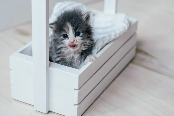 Cute little gray and white kitten sits in wooden basket. Lovely pet at home — Fotografia de Stock