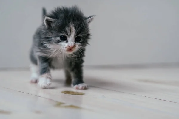 Küçük şirin gri ve beyaz kedi yavrusu ahşap zeminde dikkatlice yürüyor. Evcil hayvanlar evde — Stok fotoğraf