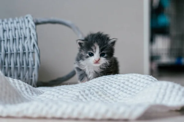 Pequeno gatinho cinza e branco bonito andando com cuidado no chão de madeira. Animais de estimação em casa — Fotografia de Stock
