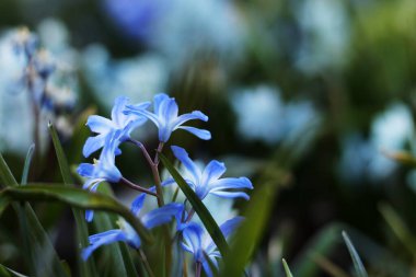 blue and white scylla flowers in early spring. closeup, blurred background
