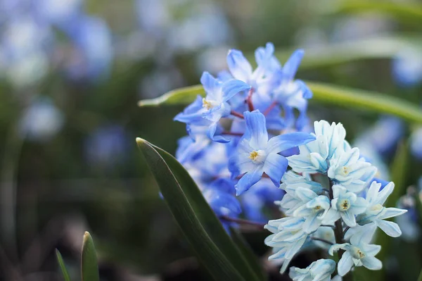 Blue and white scylla flowers in early spring. closeup, blurred background. — Photo