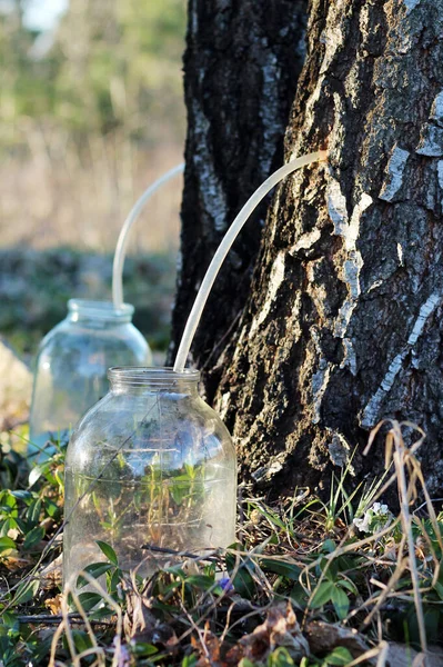 Collecting birch sap to jars in early spring. — Fotografia de Stock