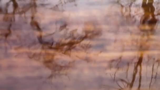 Rain dripping on water on a wooden surface. Reflection of tree branches in a puddle. Raindrops. — Video Stock