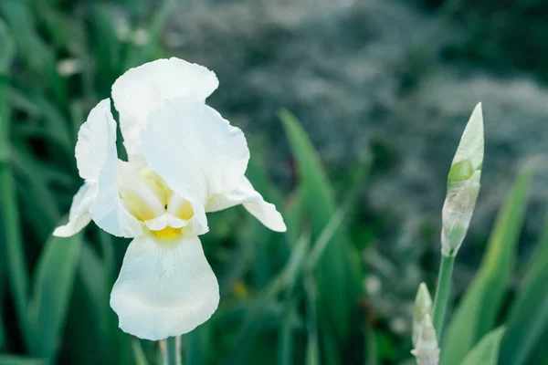Prachtige witte bloem van Siberische iris Sneeuwkoningin bloeit in de voorjaarstuin. Natuur, lente, bloem, botanische tuin. — Stockfoto