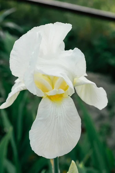 Superbe inflorescence de fleurs blanches d'iris sibérien La reine des neiges fleurit dans un jardin printanier. Vertical, gros plan. — Photo