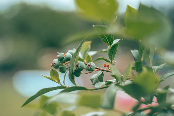 Rama de bayas verdes inmaduras de arándano con hojas que crecen en el jardín orgánico. Vitaminas, verano, cosecha, naturaleza —  Fotos de Stock