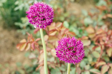 Bahçedeki güneş ışığıyla ışıldayan leylak alyum çiçeklerinin güzel cilveleri. Bahçıvanlık, botanik.
