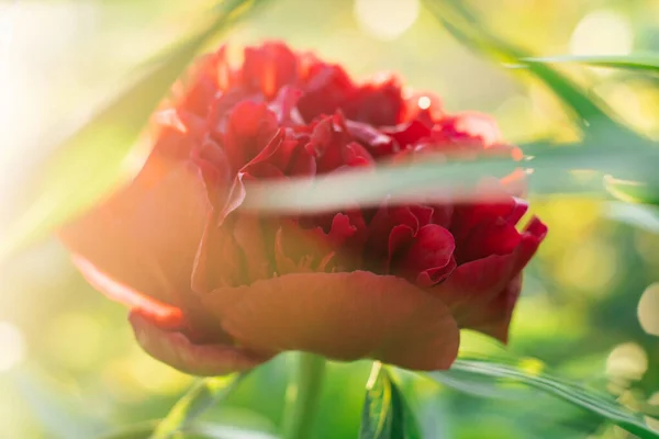 Belle pivoine bordeaux rouge vif aux feuilles vertes fleuries éclairées par la lumière du soleil dans le jardin. Gros plan, mise au point. — Photo