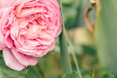 Yakın plan kesilmiş zarif çiçek Leonardo da Vinci Floribunda 'nın su damlaları ile yoğun bir terry dalı oluşturdu