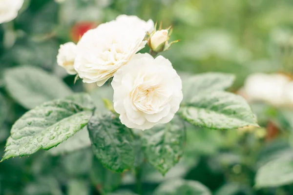Image en gros plan de la fleur blanche Artemis Sweet child of mine rose avec un parfum puissant sur fond vert flou — Photo