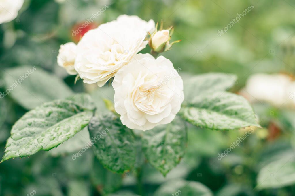 Close-up image of flower white Artemis Sweet child of mine rose with powerful scent on green blurred background