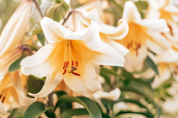 Image rapprochée de fleur de lis blanche et jaune OT hybride affaire de jardin avec grand pot de fleurs ouvert et étamines — Photo