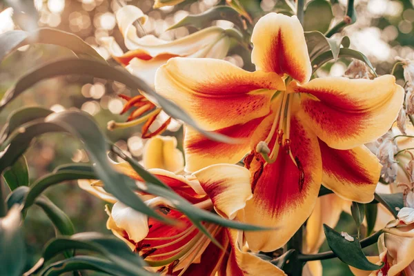 Merveilleux lys orange rouge et jaune Hollande avec étamines et feuilles vertes dans le jardin nature extérieur fond flou — Photo