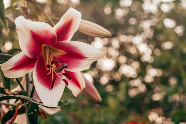 Maravilhoso rosa e branco Altari OT-híbrido lírio flor com folhas verdes no jardim natureza ao ar livre desfocado fundo — Fotografia de Stock