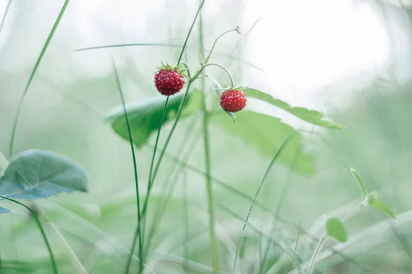 Wild strawberry bush with two tasty ripe red berries and green leaves grow in grass in wild meadow. Copy space. Macro. — Fotografia de Stock