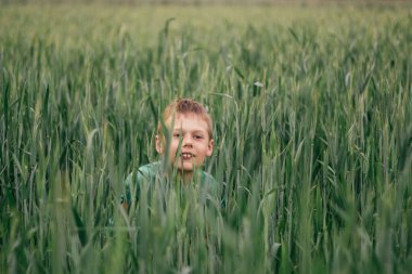 Yeşil tişörtlü çocuk yeşil buğday tarlasında oturuyor.