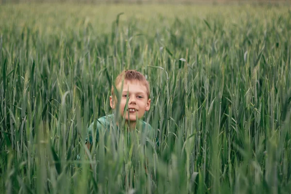 Yeşil tişörtlü çocuk yeşil buğday tarlasında oturuyor.