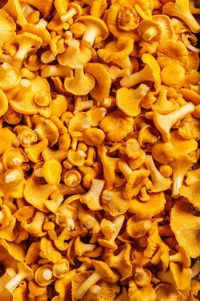 Funghi gialli fondo succoso delizioso Cantharellus cibarius cantarello d'oro sulla gamba carnosa. Verticale. Vista dall'alto — Foto Stock