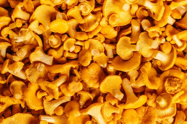 Funghi gialli fondo succoso delizioso Cantharellus cibarius cantarello d'oro sulla gamba carnosa. Chiudete. Vista dall'alto — Foto Stock