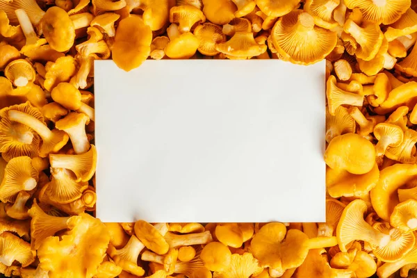 Immagine sfondo succoso arancio giallo funghi finferli d'oro con bianco vuoto pace di carta. Copia spazio — Foto Stock