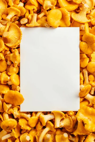 Immagine verticale sfondo succosa arancia funghi gialli cantarello d'oro con bianco vuoto pace di carta. Copia spazio — Foto Stock