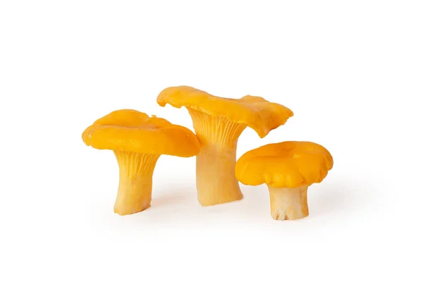 Giallo arancio tre funghi succosi deliziosi finferli dorati, cappelli ricci su gambe carnose. Isolato su sfondo bianco — Foto Stock