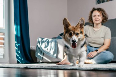 Kıvırcık saçlı, mutlu, çıplak ayaklı, köpek Corgi 'si olan, rahat oturma odasında, kanepenin yanında oturan, dinlenen ve oynayan bir kadın. Aktif ve sağlıklı bir hayvan, sağlık hizmeti. Hafta sonu boş zaman aktivitesi