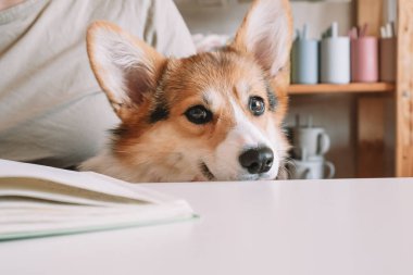 Beyaz masadan kameraya bakan şirin safkan bej ve beyaz Corgi. Mağazada ya da iş yerinde rafları olan tanınmayan birinin yanında oturmak. Köpek bakımı, refakatçi mutlu, meraklı hayvanlar. Kapat.