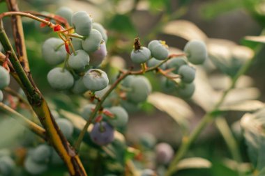 Bahçe bahçesinde yaprakların büyüdüğü olgunlaşmamış yabanmersini dalları. Vitaminler, tarım, hasat, vejetaryen, botanik, doğa, yaz, sağlık konsepti. Yumuşak odaklan, boşluğu kopyala, kapat.