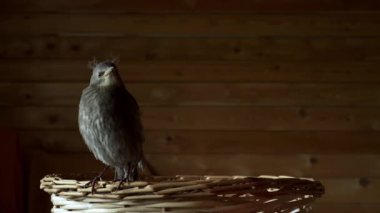 Sığırcık civciv tahta arka plandaki karanlık odada hasır sepetin üzerinde oturuyor. Genç gri kuş, kadraja ilgiyle bakıyor. Vahşi yaşam. 4k video