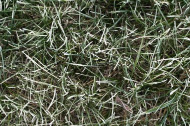 İlk sonbahar donması. Kısmen bulanık olan yeşil çimenlerin arka plan görüntüsü beyaz buzla kaplı. Sabah yeşil buzlu bitki yaprakları. Kışın başlangıcında. Üst görünüm