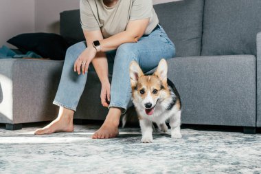 Kıvırcık saçlı, mutlu, çıplak ayaklı, köpek Corgi 'si olan, rahat oturma odasında, kanepenin yanında oturan, dinlenen ve oynayan bir kadın. Aktif ve sağlıklı bir hayvan, sağlık hizmeti. Hafta sonu boş zaman aktivitesi
