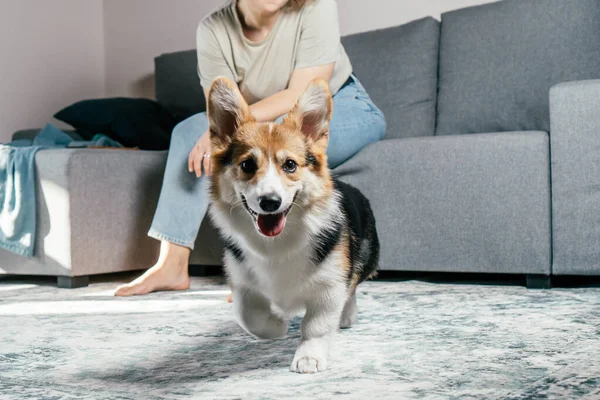Kıvırcık saçlı, mutlu, çıplak ayaklı, köpek Corgi 'si olan, rahat oturma odasında, kanepenin yanında oturan, dinlenen ve oynayan bir kadın. Aktif ve sağlıklı bir hayvan, sağlık hizmeti. Hafta sonu boş zaman aktivitesi