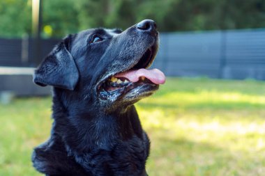 Siyah köpek Labrador Retriever 'ın portresi dili dışarıda yeşil çimlerde oturuyor ve arka plandaki çitlere ve eve bakıyor. Adanmış hayvan, aile dostu, özel mülkün safkan bekçisi.