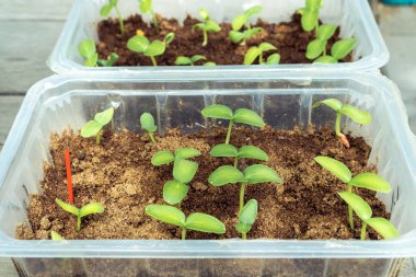 Salatalık tohumları. Plastik kabın içinde iki yaprak ve talaşlı yeşil lahanalar. İlkbaharda ekim ve büyüme mevsimi için hazırlanıyor.