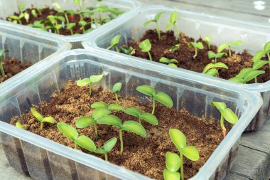 Salatalık tohumları. Plastik kabın içinde iki yaprak ve talaşlı yeşil lahanalar. İlkbaharda ekim ve büyüme mevsimi için hazırlanıyor.