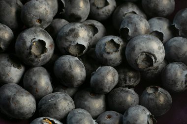 Yabanmersini. Sulu mavi böğürtlenler aşırı yakın çekim. dut, böğürtlen.