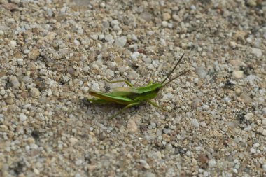 Çekirge - davul çalan katydid - kriket