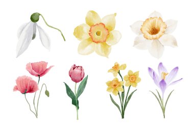 Suluboya nergis ve bahar çiçekleri