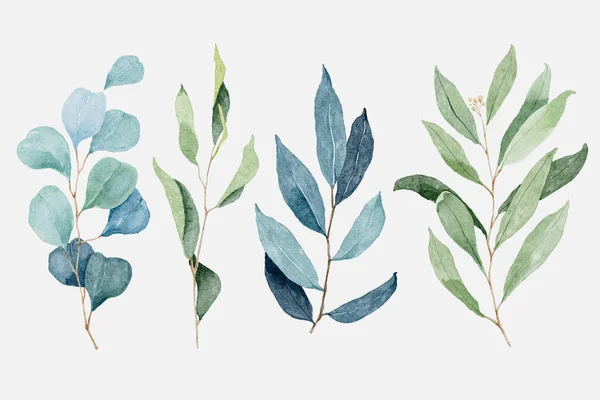 Aquarell Eukalyptus Und Laub Zweig — Stockvektor
