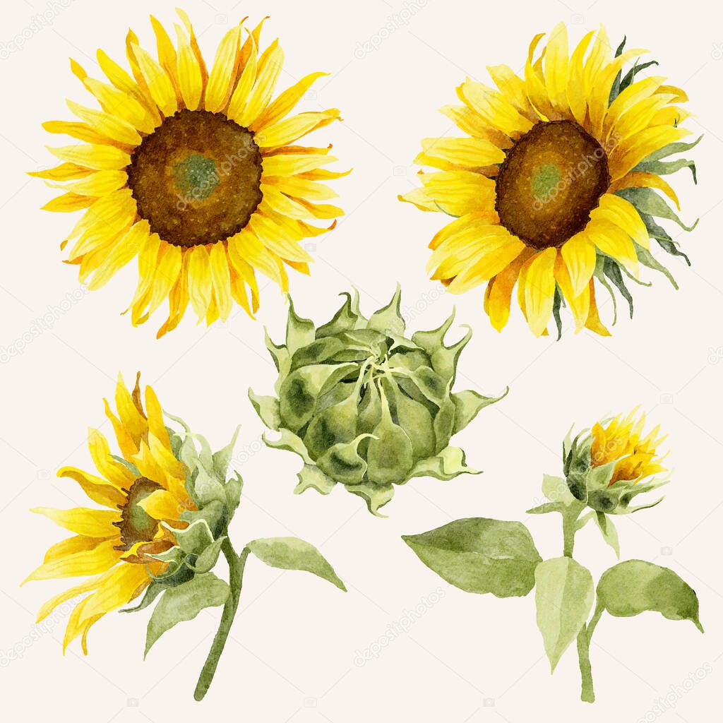 Watercolor Sunflowers Elements Illustration