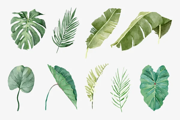 Set Tropical Plants Watercolor Style — ストックベクタ